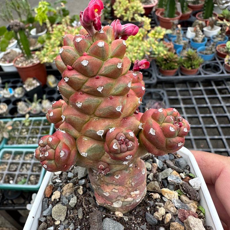 【外星人的植物園】將軍閣錦 仙人掌 虎尾蘭 龍舌蘭 塊根 大戟 盆栽 植物 現貨【滿額免運】-細節圖2
