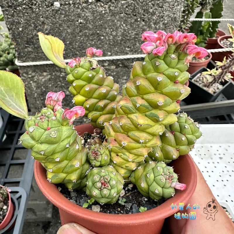 【外星人的植物園】將軍閣錦 仙人掌 虎尾蘭 龍舌蘭 塊根 大戟 盆栽 植物 現貨【滿額免運】-細節圖3