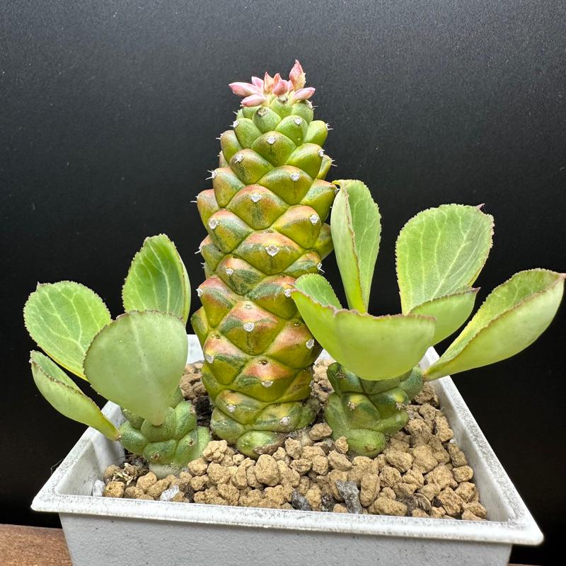 【外星人的植物園】將軍閣錦 仙人掌 虎尾蘭 龍舌蘭 塊根 大戟 盆栽 植物 現貨【滿額免運】-細節圖4