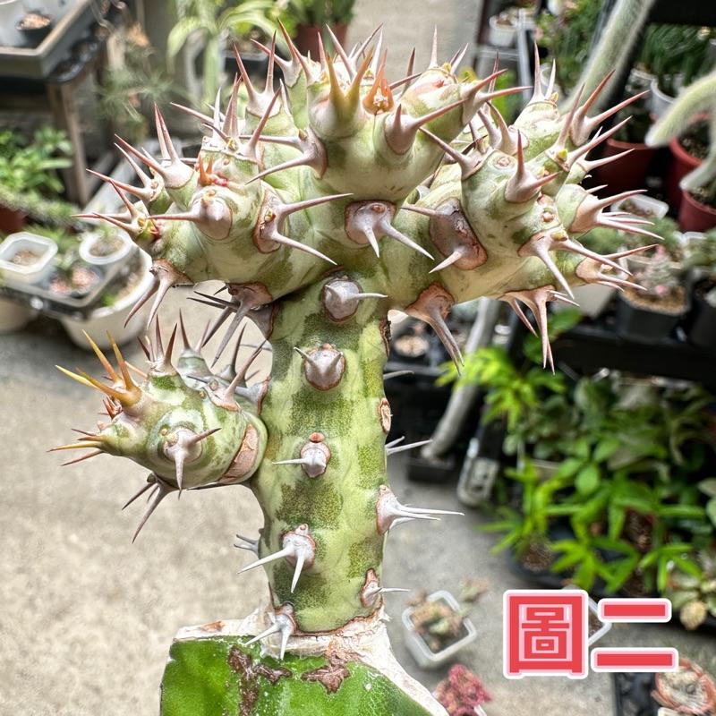 【外星人的植物園】霍武德 仙人掌 虎尾蘭 龍舌蘭 塊根 大戟 盆栽 植物 現貨【滿額免運】-細節圖2