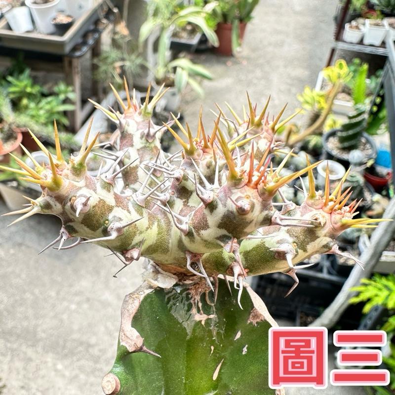 【外星人的植物園】霍武德 仙人掌 虎尾蘭 龍舌蘭 塊根 大戟 盆栽 植物 現貨【滿額免運】-細節圖3