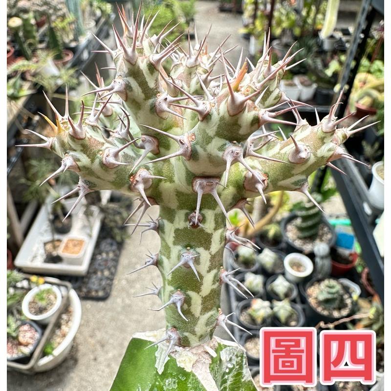 【外星人的植物園】霍武德 仙人掌 虎尾蘭 龍舌蘭 塊根 大戟 盆栽 植物 現貨【滿額免運】-細節圖4