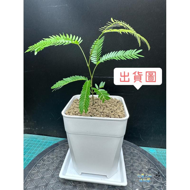 【外星人的植物園】小豆樹 日本 盆栽 植物 療癒盆栽 小品 現貨【滿額免運】-細節圖2