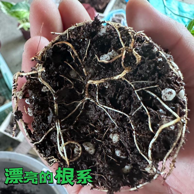 【外星人的植物園】小豆樹 日本 盆栽 植物 療癒盆栽 小品 現貨【滿額免運】-細節圖3