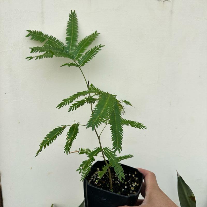 【外星人的植物園】小豆樹 日本 盆栽 植物 療癒盆栽 小品 現貨【滿額免運】-細節圖4