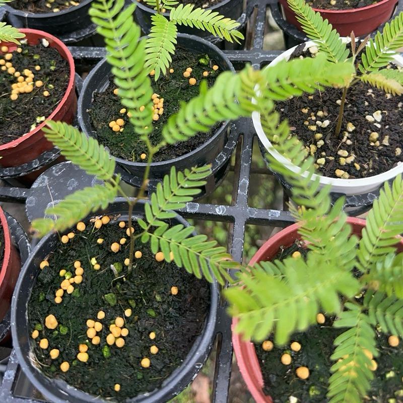 【外星人的植物園】小豆樹 日本 盆栽 植物 療癒盆栽 小品 現貨【滿額免運】-細節圖5