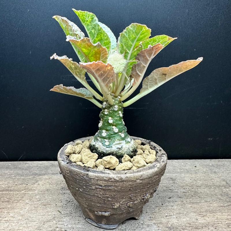 【外星人的植物園】琉桑錦 圓葉琉桑 斑葉 仙人掌 虎尾蘭 龍舌蘭 塊根 大戟 盆栽 植物 現貨【滿額免運】-細節圖2