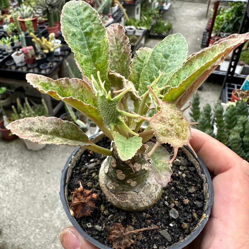 【外星人的植物園】琉桑錦 圓葉琉桑 斑葉 仙人掌 虎尾蘭 龍舌蘭 塊根 大戟 盆栽 植物 現貨【滿額免運】-細節圖3