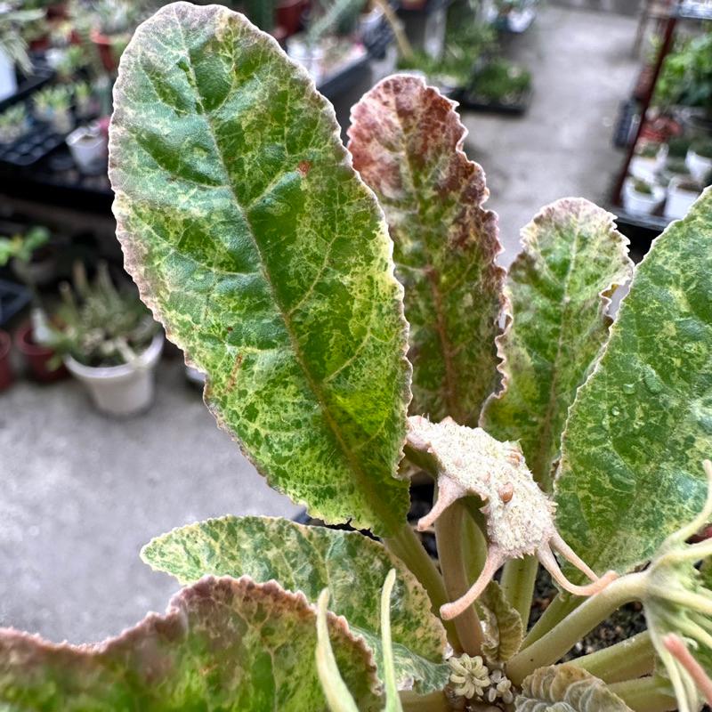 【外星人的植物園】琉桑錦 圓葉琉桑 斑葉 仙人掌 虎尾蘭 龍舌蘭 塊根 大戟 盆栽 植物 現貨【滿額免運】-細節圖4