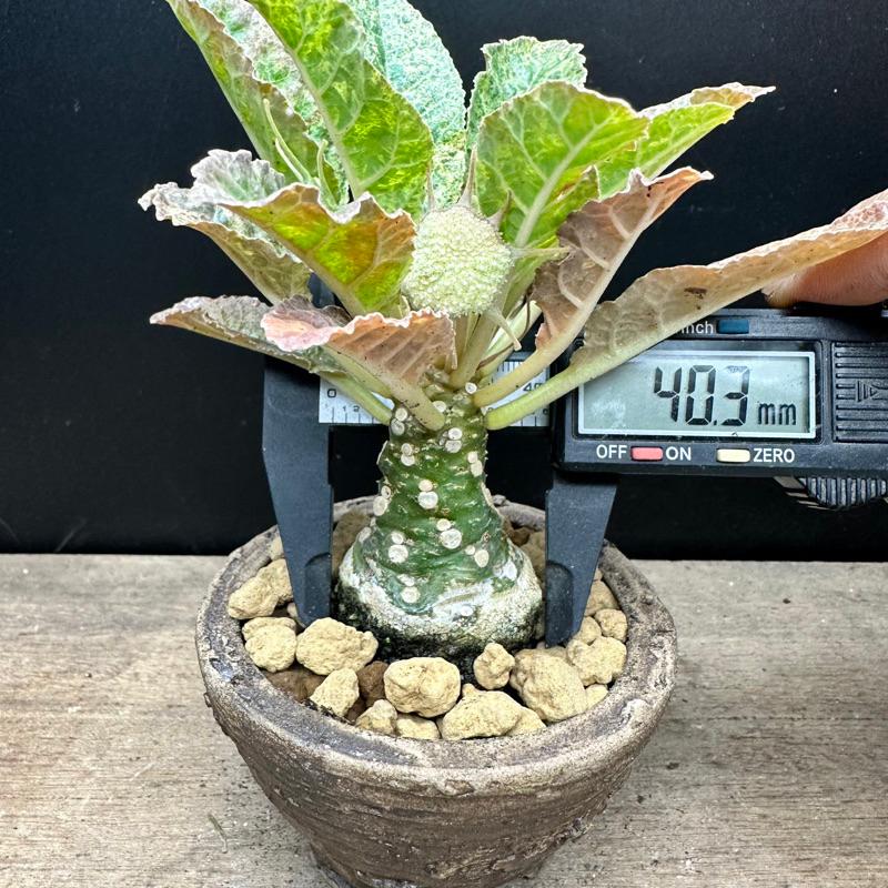 【外星人的植物園】琉桑錦 圓葉琉桑 斑葉 仙人掌 虎尾蘭 龍舌蘭 塊根 大戟 盆栽 植物 現貨【滿額免運】-細節圖5
