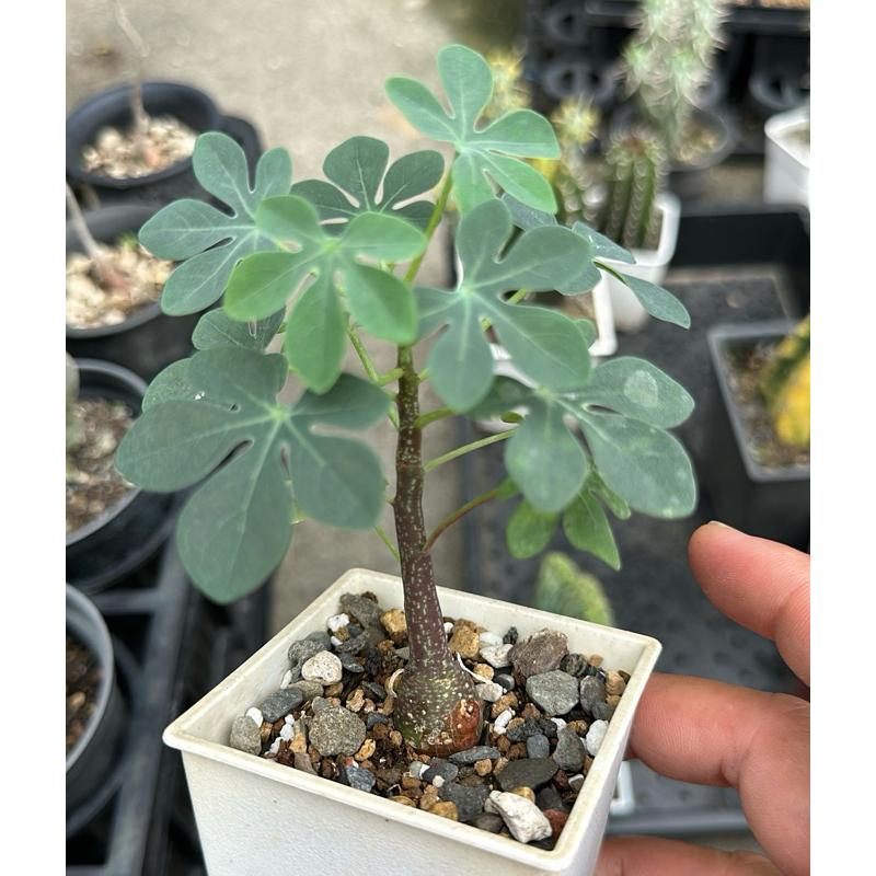 【外星人的植物園】幻蝶蔓 西番蓮 塊根 大戟 龍舌蘭 虎尾蘭 多肉 盆栽 植物 療癒盆栽 小品 現貨【滿額免運】-細節圖2