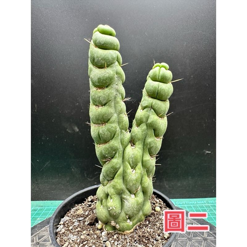 【外星人的植物園】恐怖閣  仙人掌 柱狀 植物 療癒盆栽 小品 現貨【滿額免運】-細節圖2