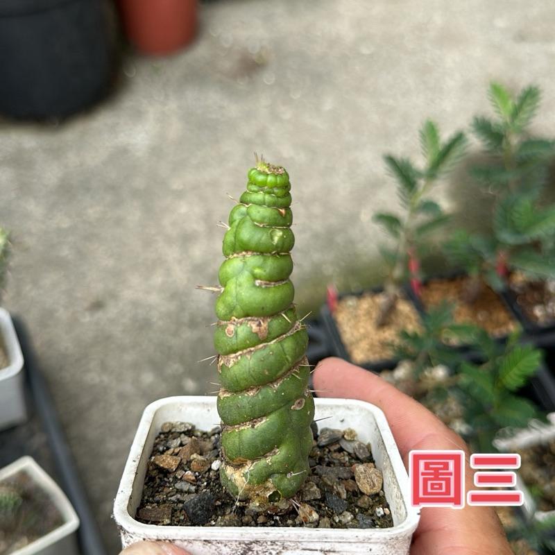 【外星人的植物園】恐怖閣  仙人掌 柱狀 植物 療癒盆栽 小品 現貨【滿額免運】-細節圖3