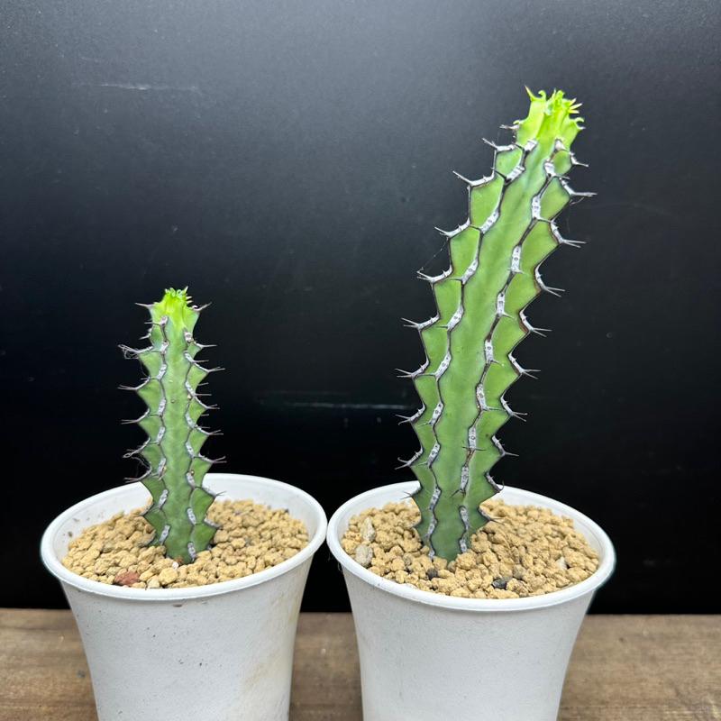 【外星人的植物園】火山大戟 大戟科 塊根 盆栽 植物 療癒盆栽 小品 現貨【滿額免運】-細節圖2