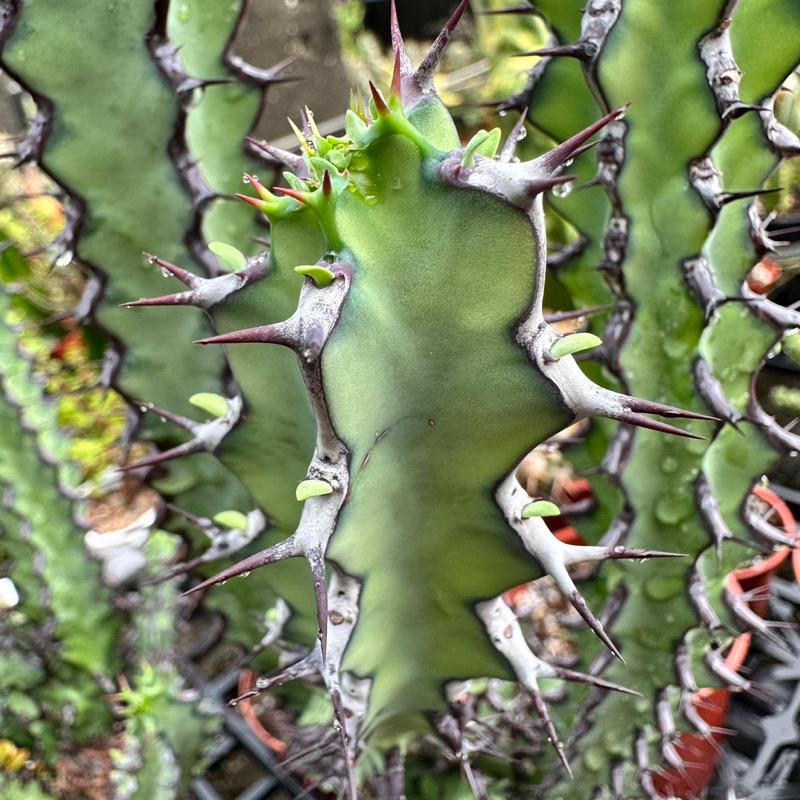 【外星人的植物園】火山大戟 大戟科 塊根 盆栽 植物 療癒盆栽 小品 現貨【滿額免運】-細節圖3