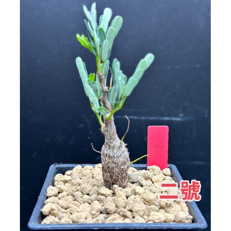 【外星人的植物園】沙漠蘇木 塊根 豆科 現貨【滿額免運】-細節圖2