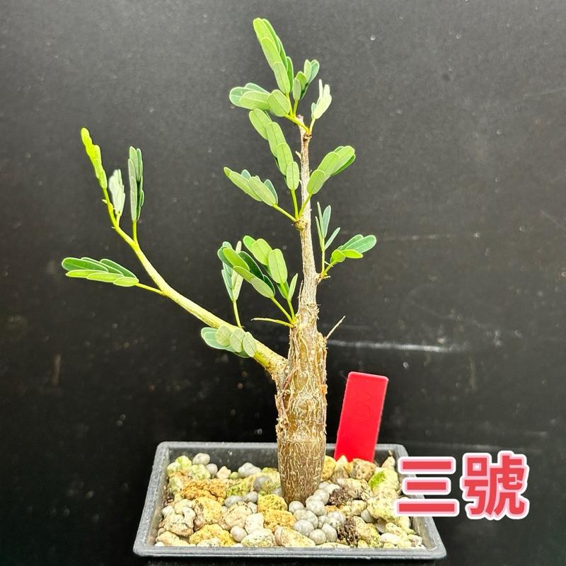 【外星人的植物園】沙漠蘇木 塊根 豆科 現貨【滿額免運】-細節圖3