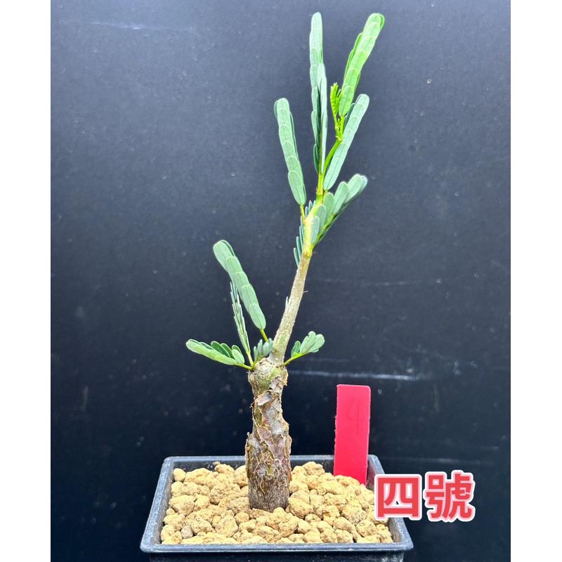【外星人的植物園】沙漠蘇木 塊根 豆科 現貨【滿額免運】-細節圖4