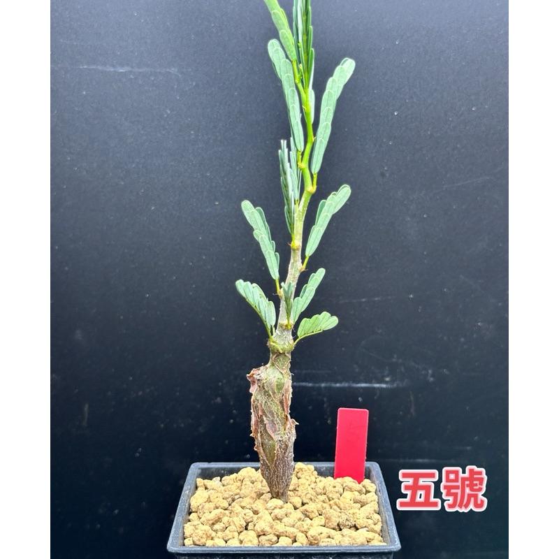 【外星人的植物園】沙漠蘇木 塊根 豆科 現貨【滿額免運】-細節圖5