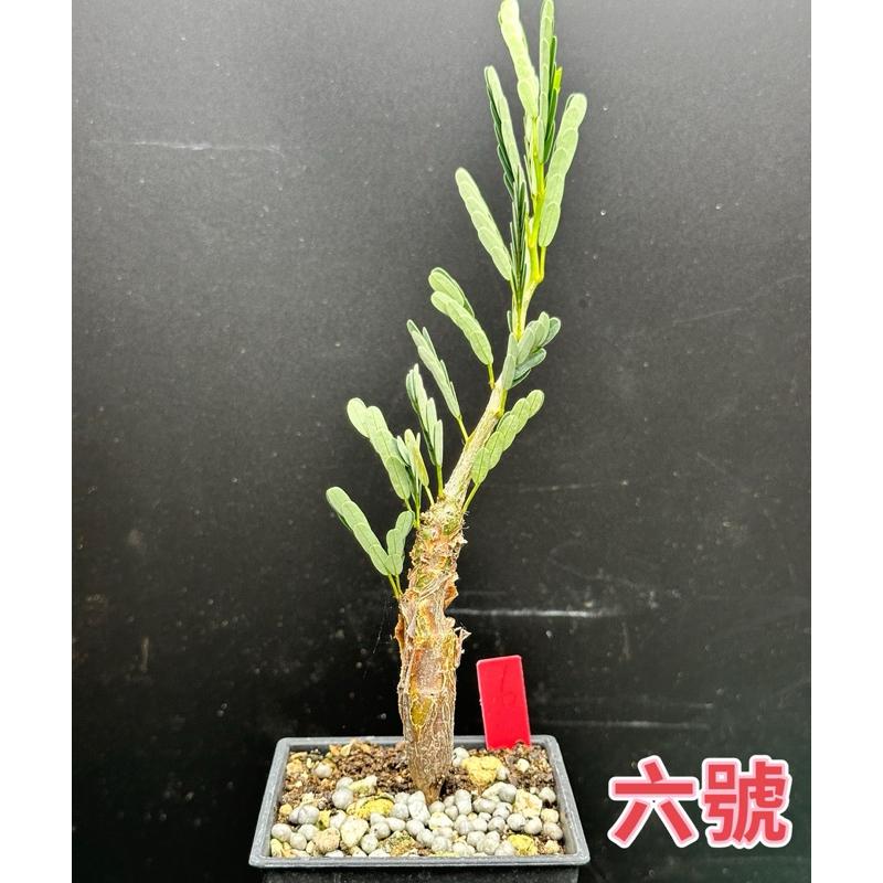 【外星人的植物園】沙漠蘇木 塊根 豆科 現貨【滿額免運】-細節圖6