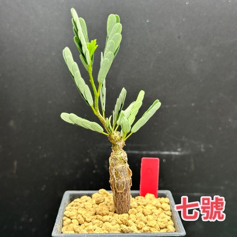 【外星人的植物園】沙漠蘇木 塊根 豆科 現貨【滿額免運】-細節圖7