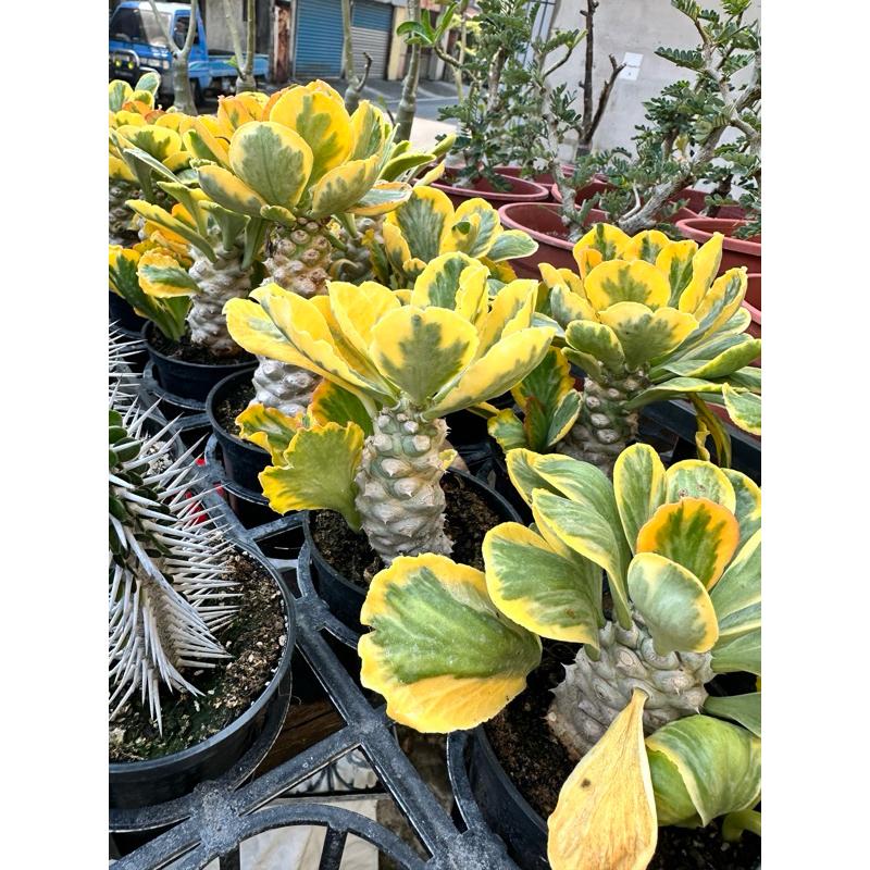 【外星人的植物園】單刺麒麟錦 大戟 塊根 虎尾蘭 龍舌蘭 盆栽 植物 療癒盆栽 小品 現貨【滿額免運】-細節圖2