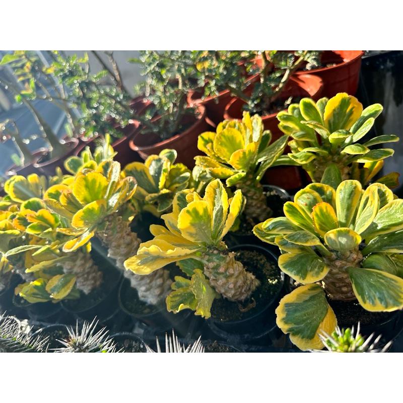 【外星人的植物園】單刺麒麟錦 大戟 塊根 虎尾蘭 龍舌蘭 盆栽 植物 療癒盆栽 小品 現貨【滿額免運】-細節圖3