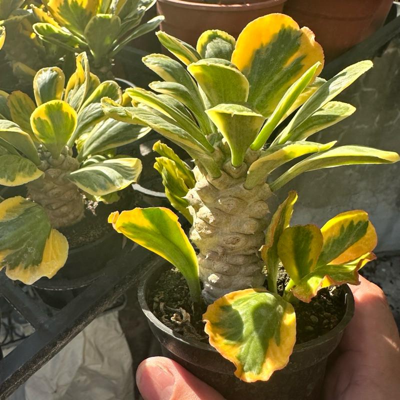 【外星人的植物園】單刺麒麟錦 大戟 塊根 虎尾蘭 龍舌蘭 盆栽 植物 療癒盆栽 小品 現貨【滿額免運】-細節圖4