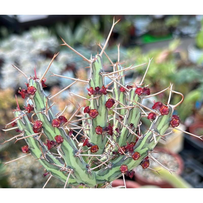 【外星人的植物園】魚叉大戟 大戟科 塊根 龍舌蘭 虎尾蘭 盆栽 植物 療癒盆栽 小品 現貨【滿額免運】-細節圖2