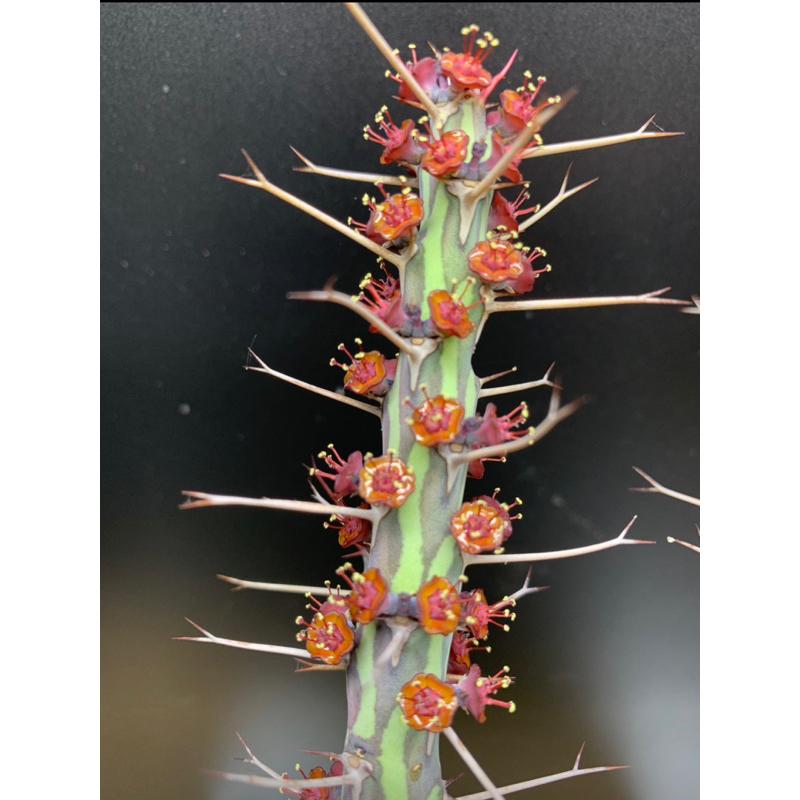 【外星人的植物園】魚叉大戟 大戟科 塊根 龍舌蘭 虎尾蘭 盆栽 植物 療癒盆栽 小品 現貨【滿額免運】-細節圖3