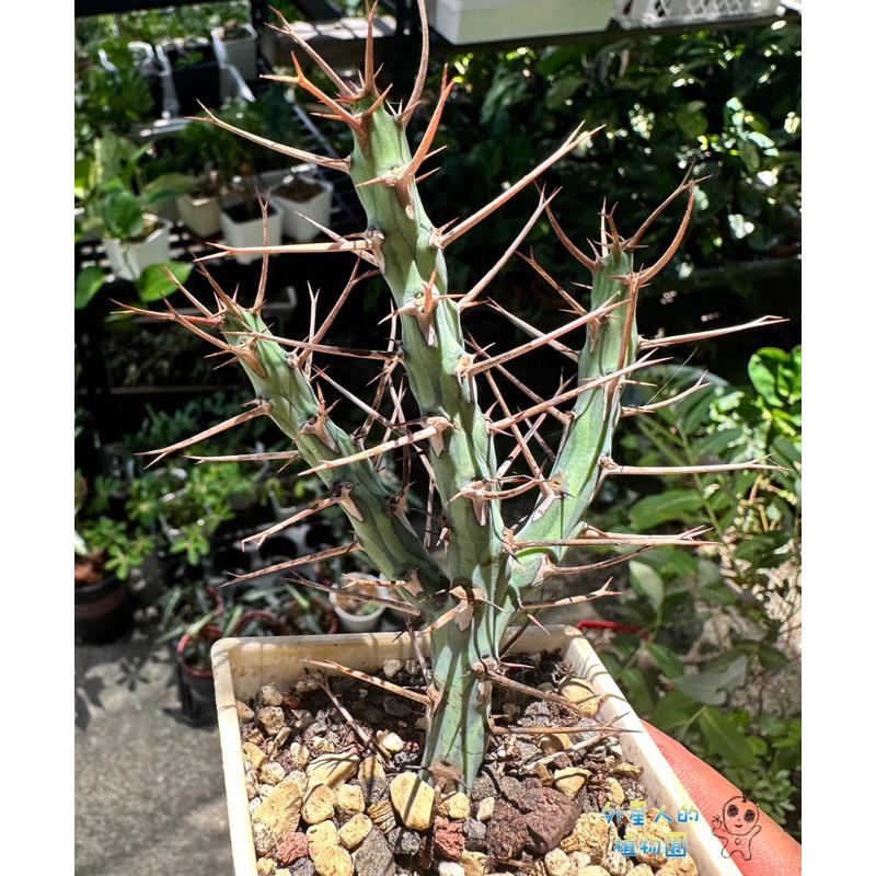 【外星人的植物園】魚叉大戟 大戟科 塊根 龍舌蘭 虎尾蘭 盆栽 植物 療癒盆栽 小品 現貨【滿額免運】-細節圖4