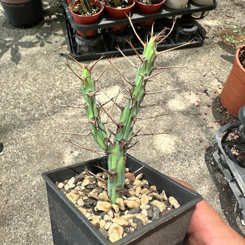 【外星人的植物園】魚叉大戟 大戟科 塊根 龍舌蘭 虎尾蘭 盆栽 植物 療癒盆栽 小品 現貨【滿額免運】-細節圖5