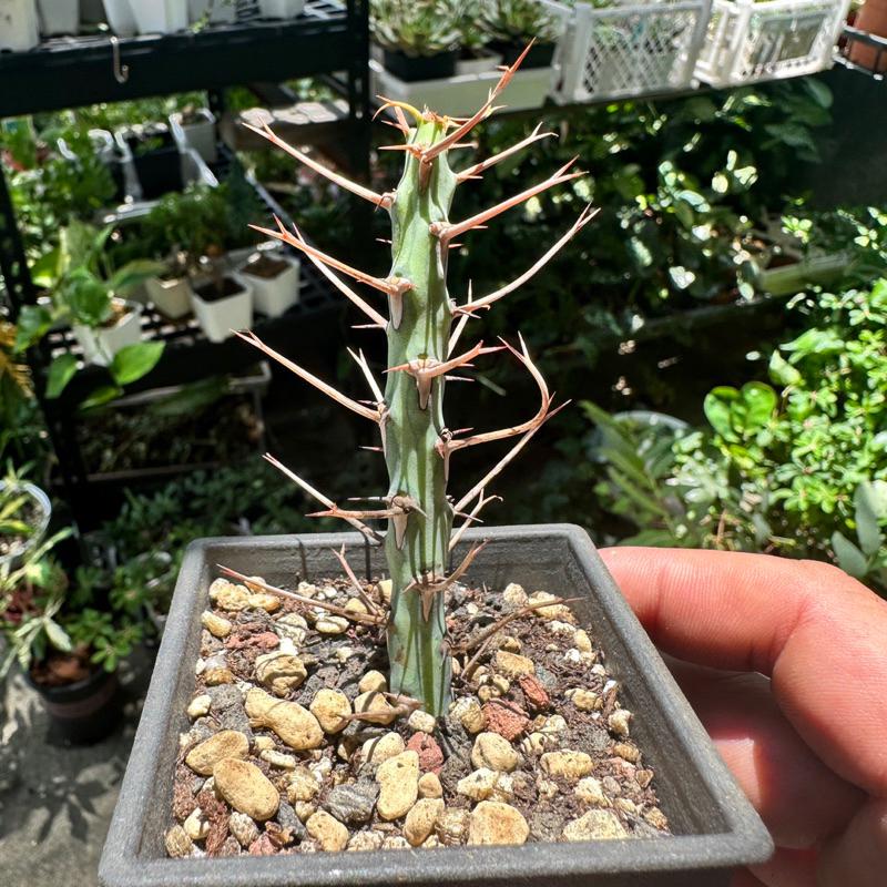 【外星人的植物園】魚叉大戟 大戟科 塊根 龍舌蘭 虎尾蘭 盆栽 植物 療癒盆栽 小品 現貨【滿額免運】-細節圖6