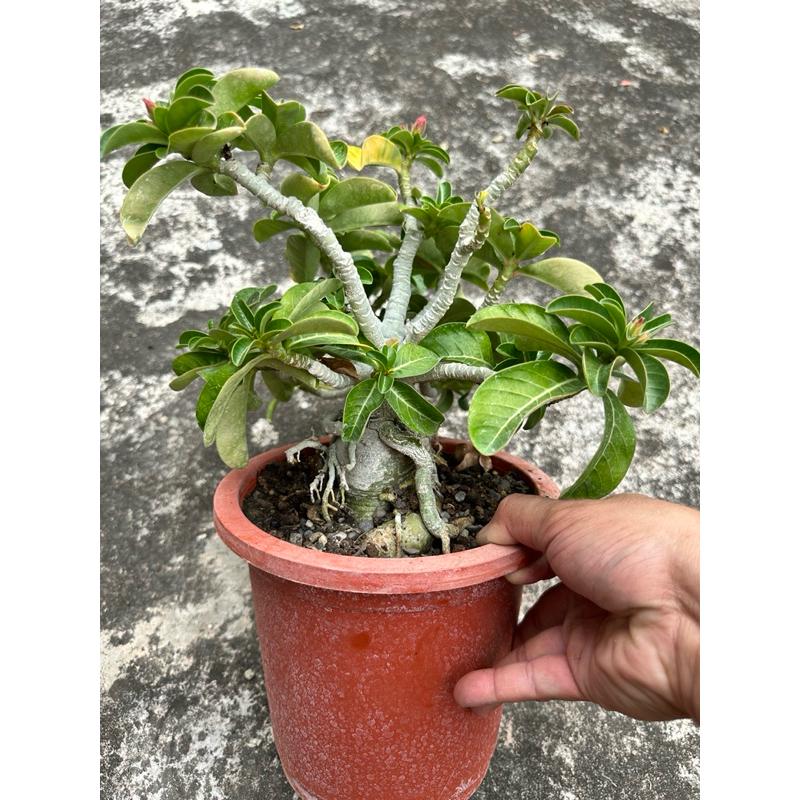 【外星人的植物園】重辦迷你沙漠玫瑰 侏儒沙玫 塊根 龍舌蘭 虎尾蘭盆栽 植物 療癒盆栽 小品 現貨【滿額免運】-細節圖2
