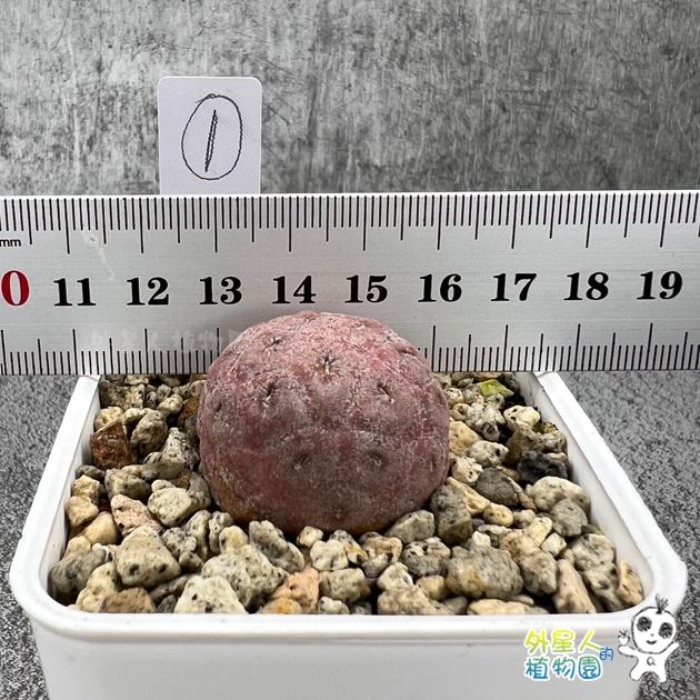 ~滿額免運~ 習志野 雪人仙人掌 單球 有根 仙人掌【外星人的植物園】多肉植物 珍稀植物-細節圖2