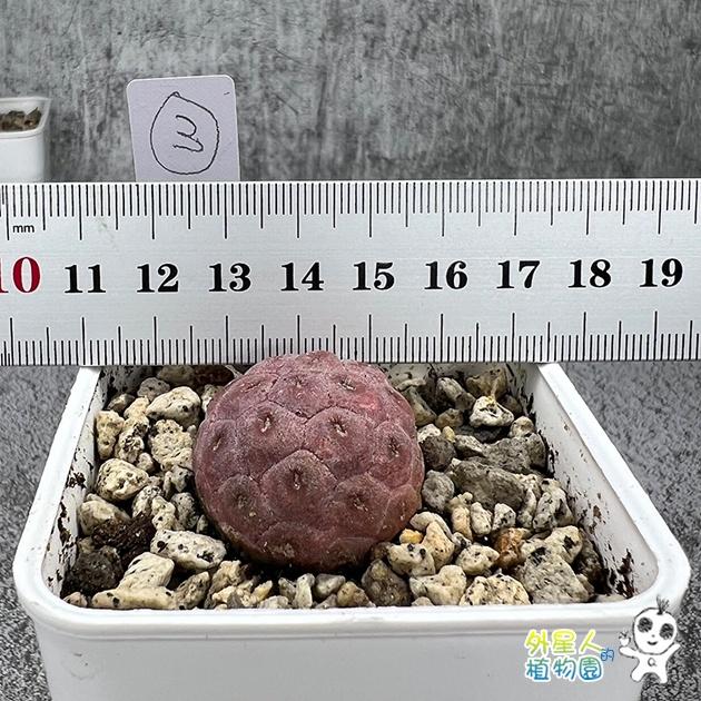 ~滿額免運~ 習志野 雪人仙人掌 單球 有根 仙人掌【外星人的植物園】多肉植物 珍稀植物-細節圖3
