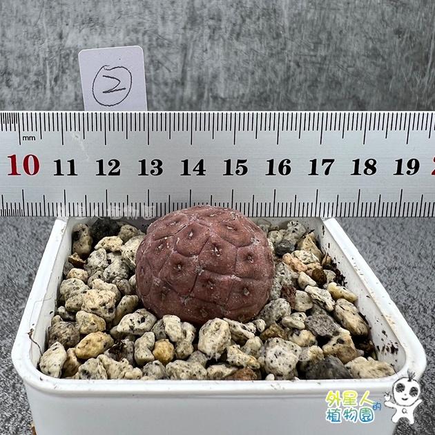 ~滿額免運~ 習志野 雪人仙人掌 單球 有根 仙人掌【外星人的植物園】多肉植物 珍稀植物-細節圖4