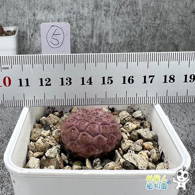 ~滿額免運~ 習志野 雪人仙人掌 單球 有根 仙人掌【外星人的植物園】多肉植物 珍稀植物-細節圖5