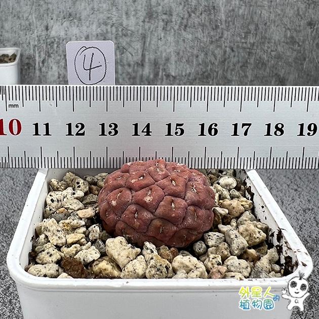 ~滿額免運~ 習志野 雪人仙人掌 單球 有根 仙人掌【外星人的植物園】多肉植物 珍稀植物-細節圖6
