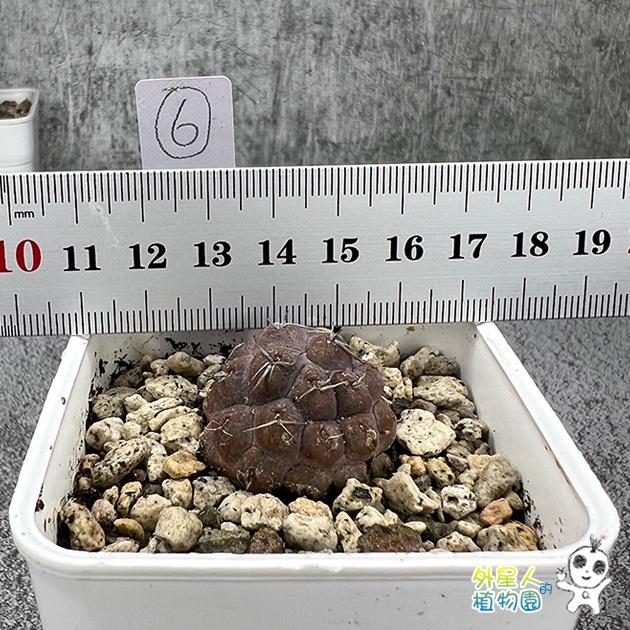~滿額免運~ 習志野 雪人仙人掌 單球 有根 仙人掌【外星人的植物園】多肉植物 珍稀植物-細節圖7