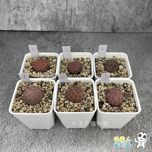 ~滿額免運~ 習志野 雪人仙人掌 單球 有根 仙人掌【外星人的植物園】多肉植物 珍稀植物-細節圖8