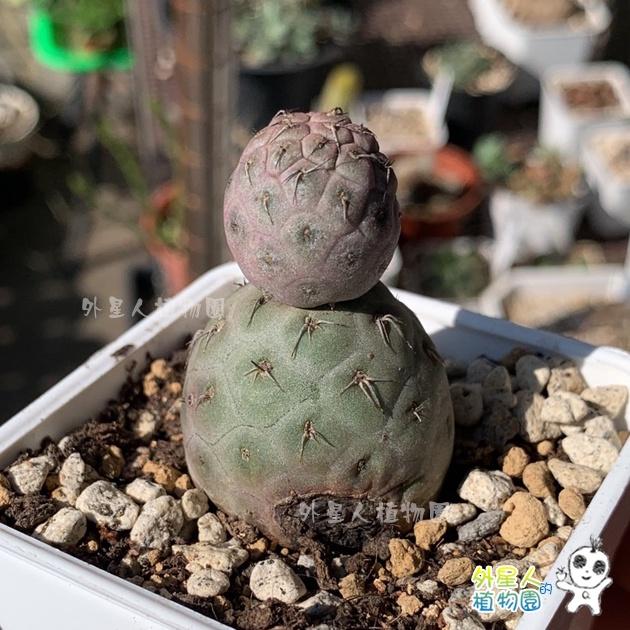 ~滿額免運~ 習志野 雪人仙人掌 單球 有根 仙人掌【外星人的植物園】多肉植物 珍稀植物-細節圖9