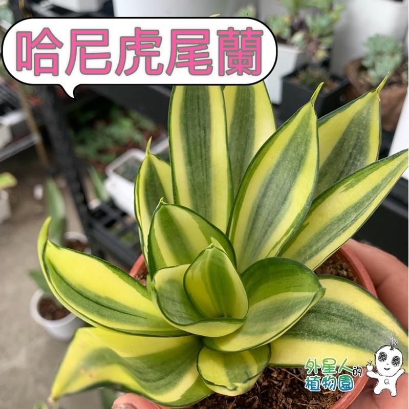 【外星人的植物園】哈尼 金邊虎尾蘭 免澆水盆器 植栽 室內植物 觀葉 現貨【滿額免運】-細節圖2