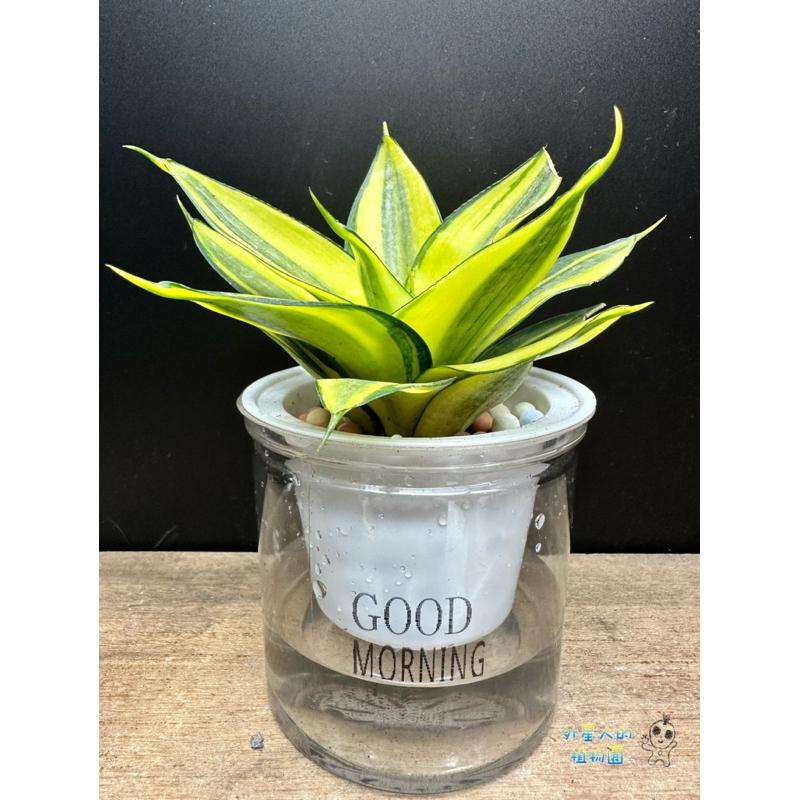 【外星人的植物園】哈尼 金邊虎尾蘭 免澆水盆器 植栽 室內植物 觀葉 現貨【滿額免運】-細節圖3