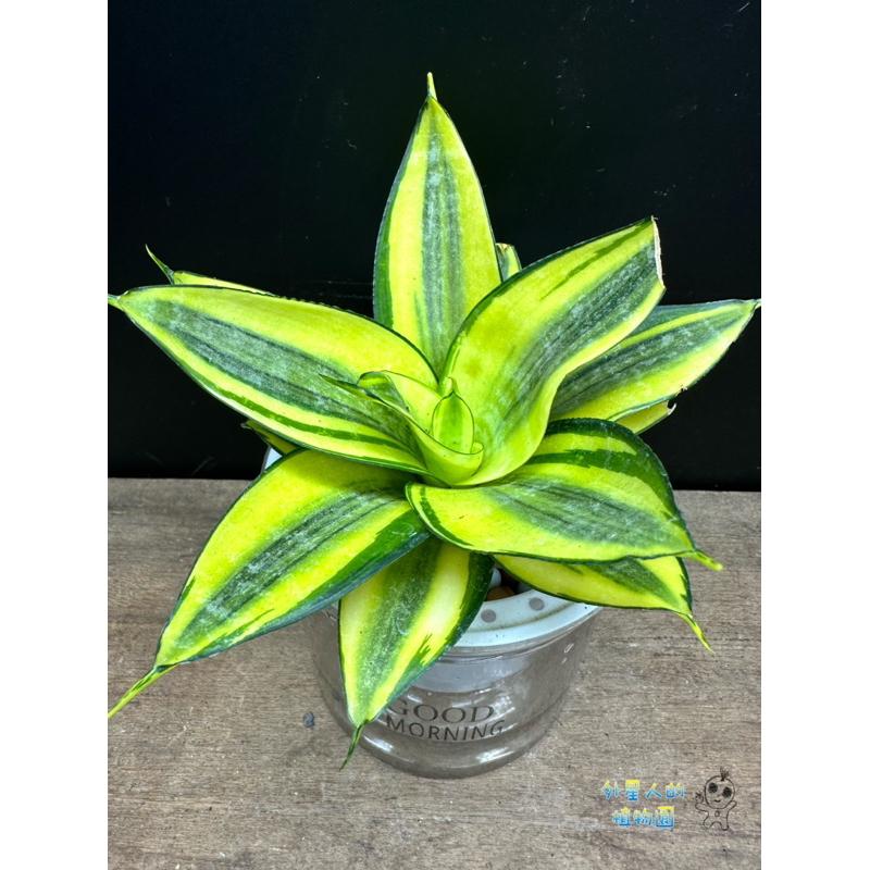 【外星人的植物園】哈尼 金邊虎尾蘭 免澆水盆器 植栽 室內植物 觀葉 現貨【滿額免運】-細節圖4