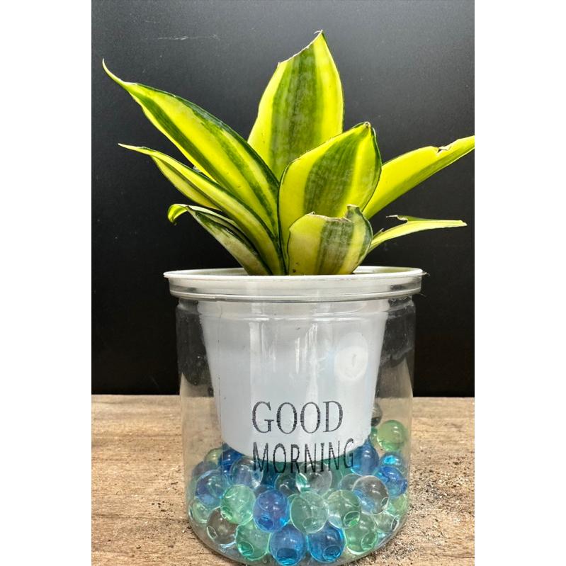 【外星人的植物園】哈尼 金邊虎尾蘭 免澆水盆器 植栽 室內植物 觀葉 現貨【滿額免運】-細節圖5