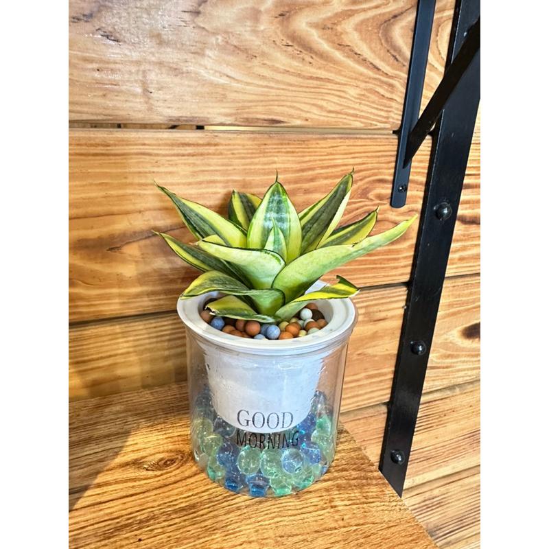 【外星人的植物園】哈尼 金邊虎尾蘭 免澆水盆器 植栽 室內植物 觀葉 現貨【滿額免運】-細節圖7