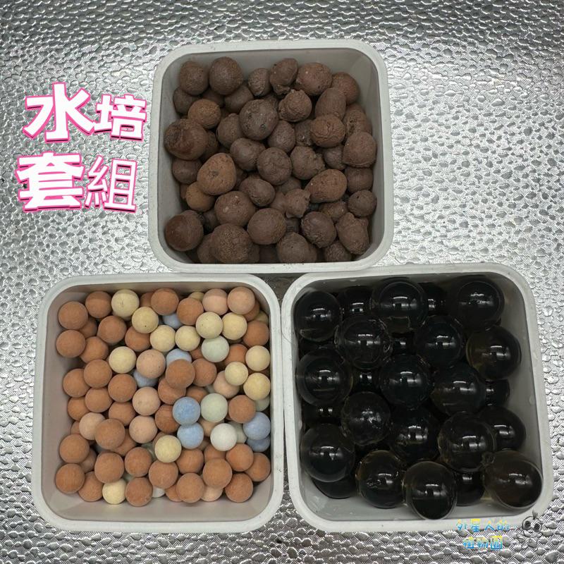 【外星人的植物園】哈尼 金邊虎尾蘭 免澆水盆器 植栽 室內植物 觀葉 現貨【滿額免運】-細節圖8