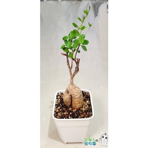 【外星人的植物園】火星人 塊根 多肉 現貨【滿額免運】-細節圖2