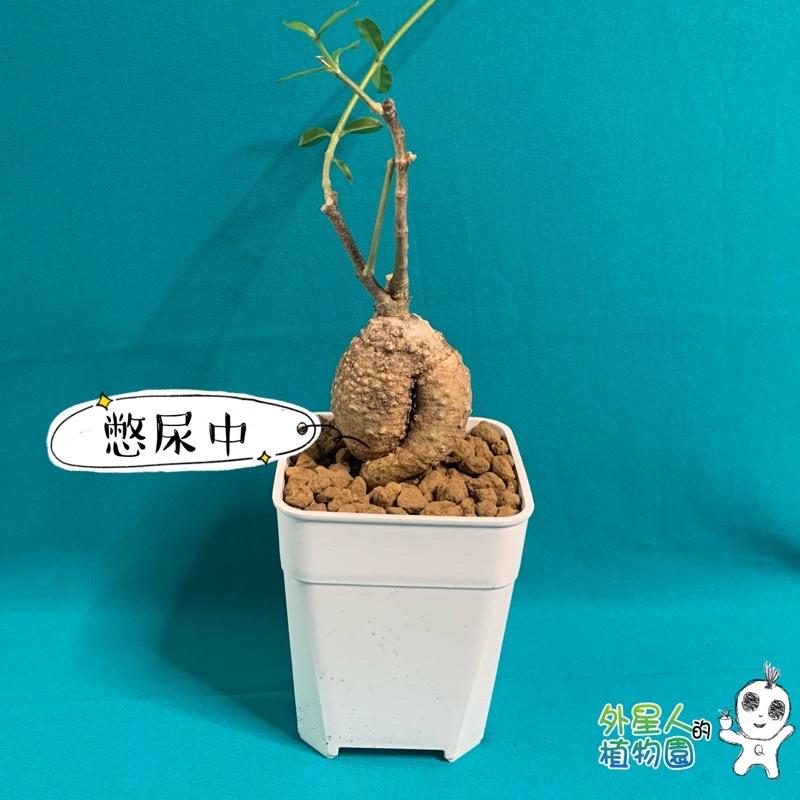 【外星人的植物園】火星人 塊根 多肉 現貨【滿額免運】-細節圖3